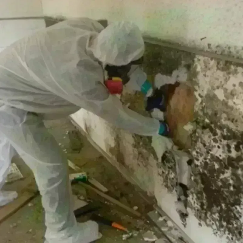 Mold Remediation and Removal in The Galena Territory, IL